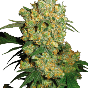 Big bud 100% sensi seeds
