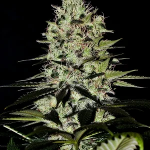 Wernard auto  positronics